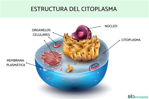citoplasma función